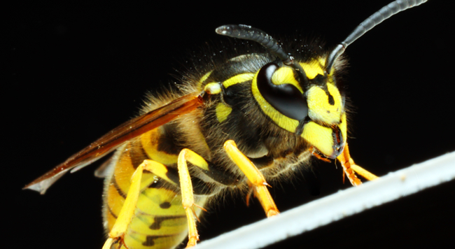 Wasps in Franklin Wrentham, MA