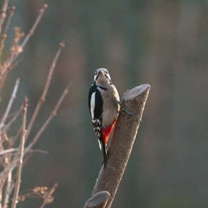 Woodpecker home damage in New England