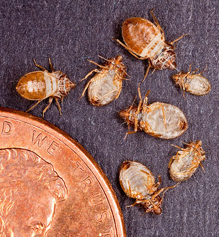 Bedbugs prevention extermination