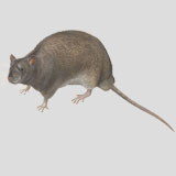 Brown Rat