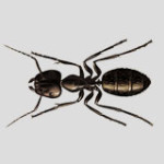 black ants