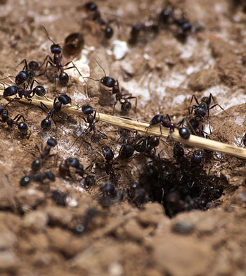 Ants nesting indoors