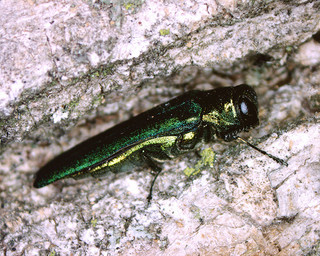 Ash Trees quarantine 