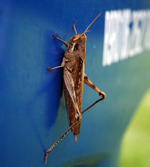 Insects Rodents Recycle