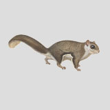 Northern Flying Squirrel