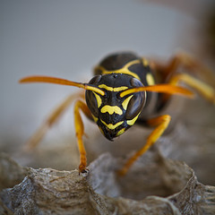 Block paper wasps from building a nest near your home