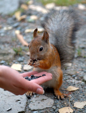 Squirrels Boston Massachusetts Etienne Benson