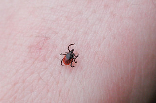 Spring Ticks Lyme Disease