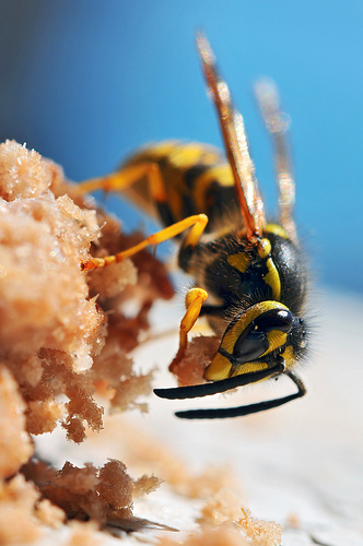 yellow jacket hornet bee