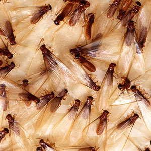 Termite versus Ants