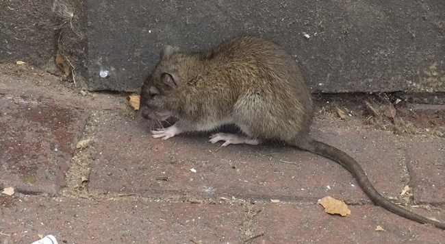 Brown rats at new building