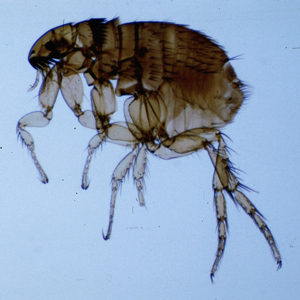 Cat flea