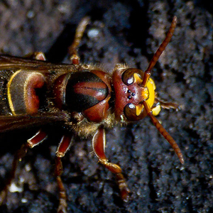 European hornet