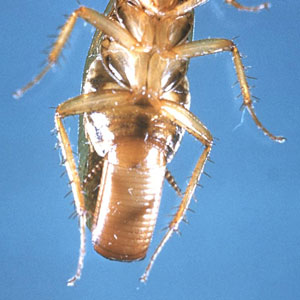 German cockroach infestations