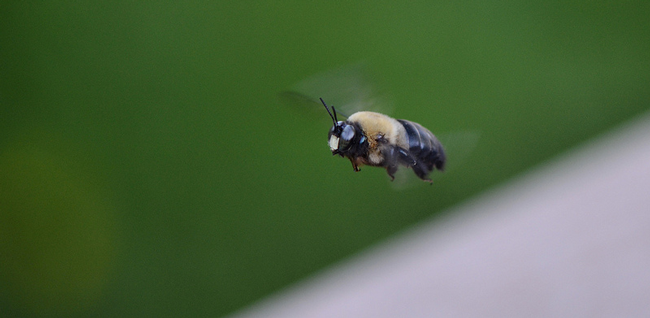 Male carpenter bee