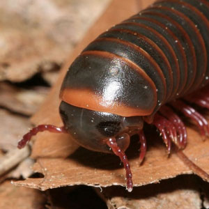 Millipedes in New England