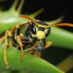 Wiping out northern paper wasps