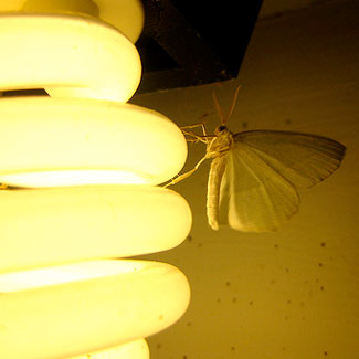 Choose Better Bulb for Bugs