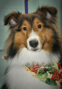 Flea Treatment for Pets