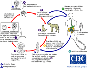 Dog Tapeworm Parasite