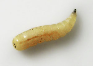 white worm larva larvae