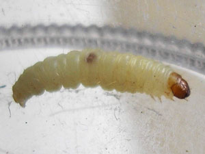 IndianMealMothLarva 