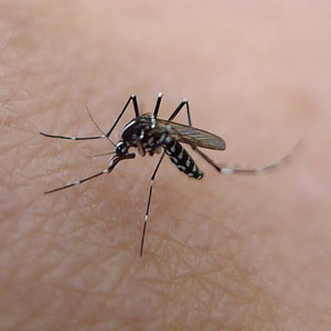 Mosquitoes Insects
