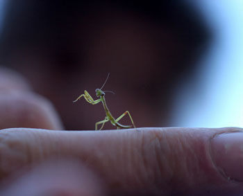 insect legs
