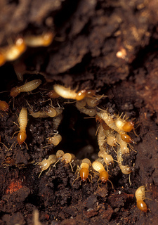 Termite Checklist