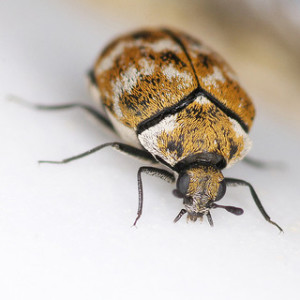 Tiny bugs crawling up wall in spring