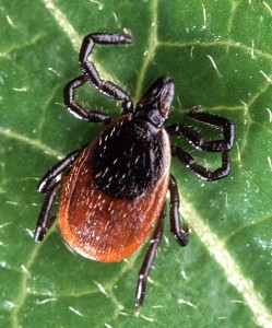 Lyme Disease ticks