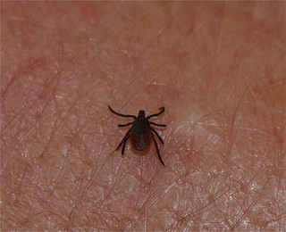 Lyme Disease Tick