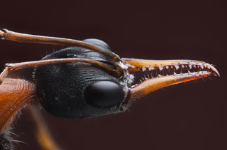 ant strong mandibles