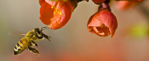 National Pollinator Week pollination