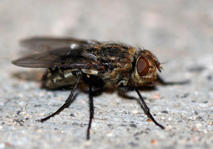 Flies pest removal