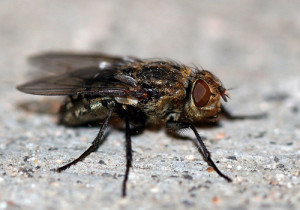 Sources for House Flies Inside a Home - Colonial Pest Control