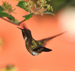Hummingbirds Pollinator