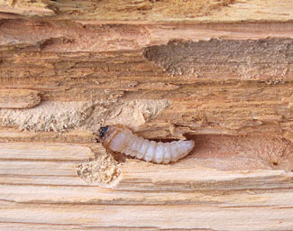 Old house borer larva