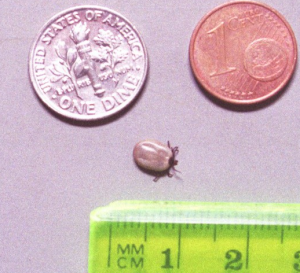 lyme disease ticks