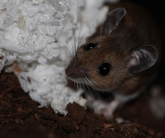Mouse using insulation from attic for nest