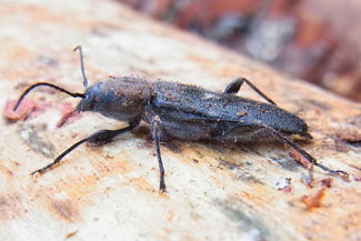 House longhorn beetle