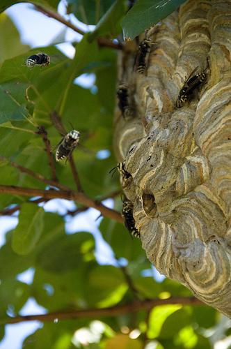 Wasp Intervention