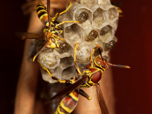 Wasp Bees Yellowjackets
