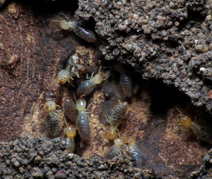 Termites outside eating wood