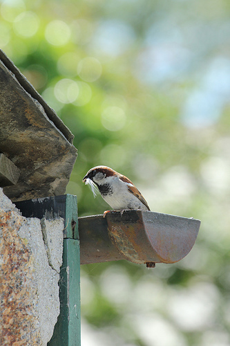Sparrow nest on house