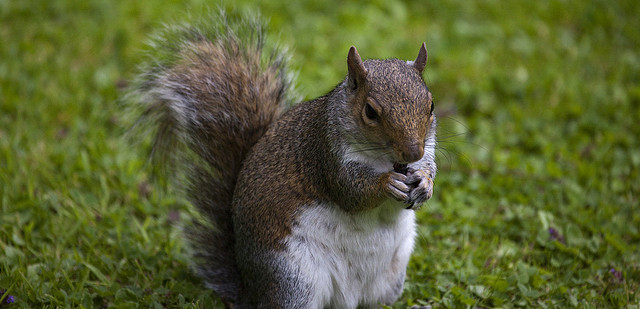 Squirrels will gnaw to get into the attic