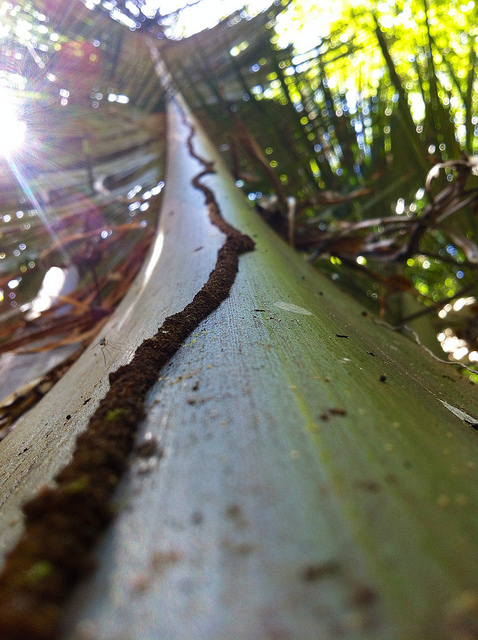 Termite mud tube on tree outside