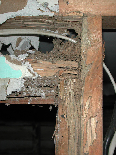 Wood damaged by termites in a home