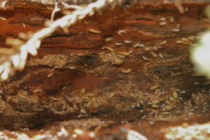 Termite Wood Damage