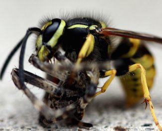 Wasp capturing spider